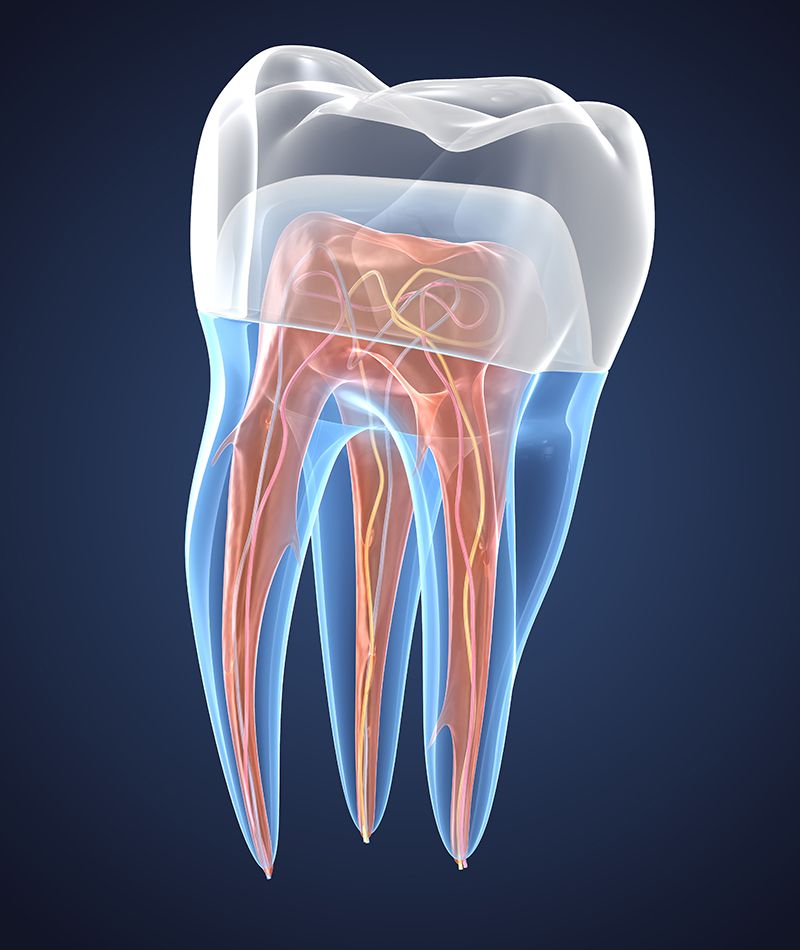 Dientes transparentes con corona. Representaciones 3D de la estructura interna de endodoncia.